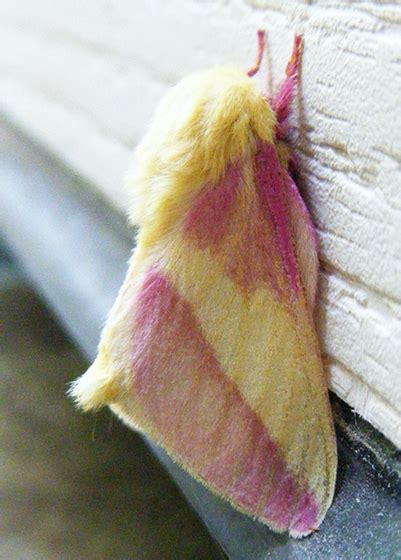 pink and yellow moth - Dryocampa rubicunda - BugGuide.Net