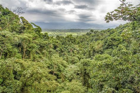 Monteverde Cloud Forest: Exclusive Travel to Costa Rica | LANDED Travel