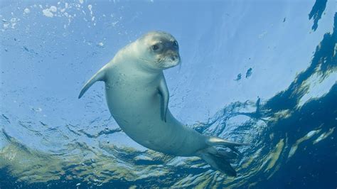 Hallan Pruebas Del Regreso De La Foca Monje A La Costa De Mallorca El