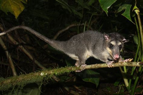 Southeastern Four Eyed Opossum Philander Quica · Inaturalist Canada