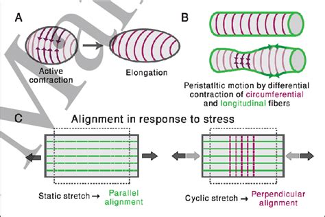 Schematics Of Actin Fiber Array Function And Response To Stress