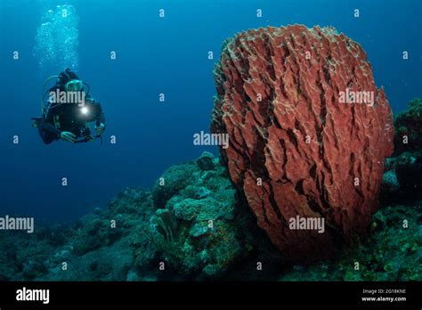 Woman Scuba Diving On The Reef Off The Dutch Caribbean Island Of Saba