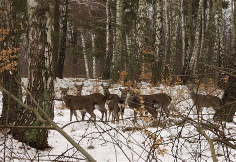 Wysoczyzna Elbl Ska Od A Do Z J Jak Jele Sika Dziennik Elbl Ski