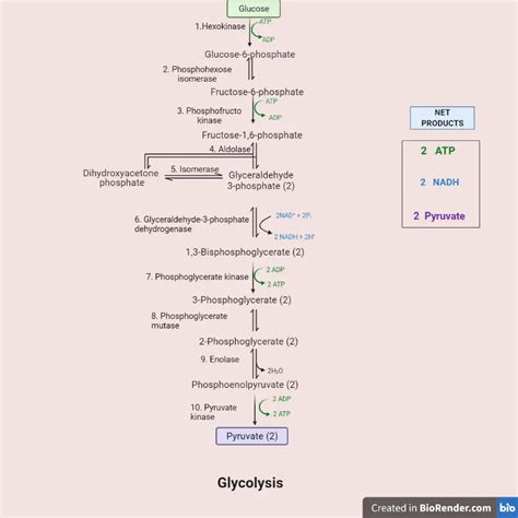 Glycolysis Cycle: Enzymes, Steps, and Products • Microbe Online