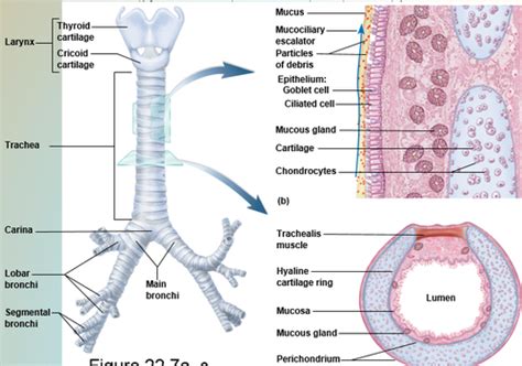 Histology Of Respiratory System