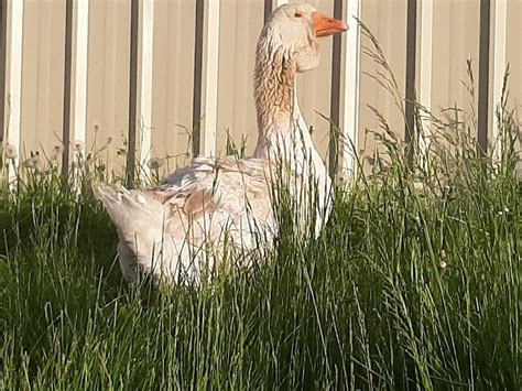 Toulouse Giants Breeds Bird Animals Animales Animaux Birds Animal