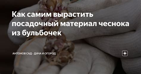 Как самим вырастить посадочный материал чеснока из бульбочек | Антонов ...