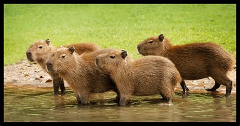 Wet and Wild: Capybara Habitat Unveiled!