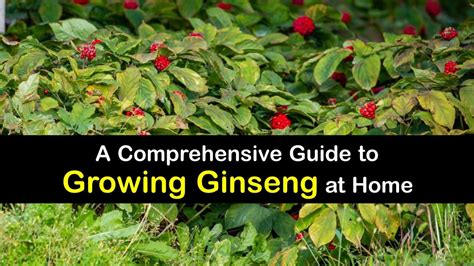 Growing Ginseng Plants Awesome Tricks For Planting Ginseng