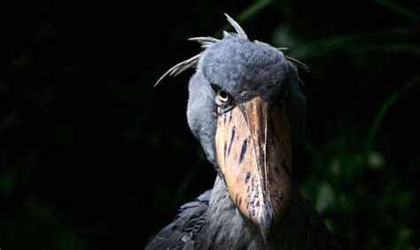 Bird That Looks Like A Muppet Crawled Out Of A Nightmare Is Freaking