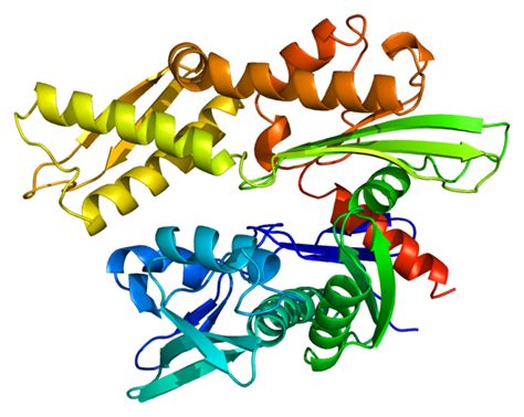 Heat Shock Protein Mepedia