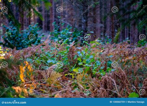 Naked Autumn Trees With Few Red Leaves Stock Image Image Of Wood