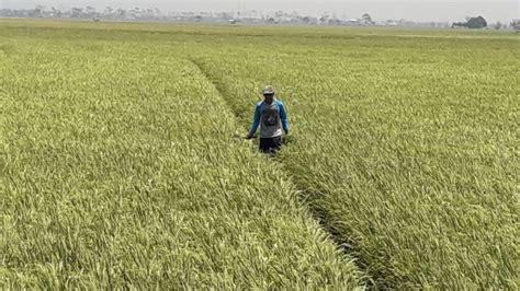 Asuransi Usaha Tani Padi Dari Kementan Minimalisir Resiko Petani Gagal