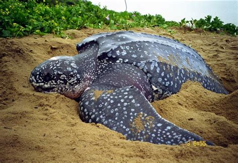 Curiosidades Da Tartaruga De Couro A Gigante Do Mar Que Se Reproduz No