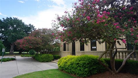 Baton Rouge Louisiana Louisianan Foto Gratis Di Pixabay Pixabay