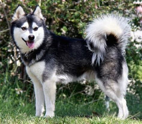 Alaskan Klee Kai vs Mini Husky: Here's How They Compare