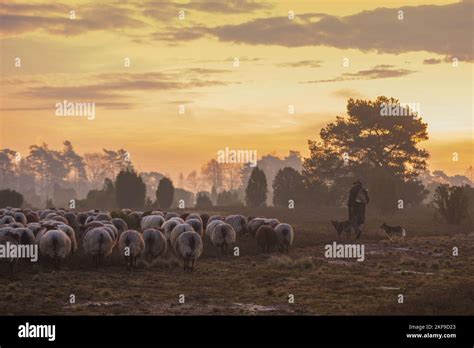 Herd Of Sheeps Stock Photo Alamy
