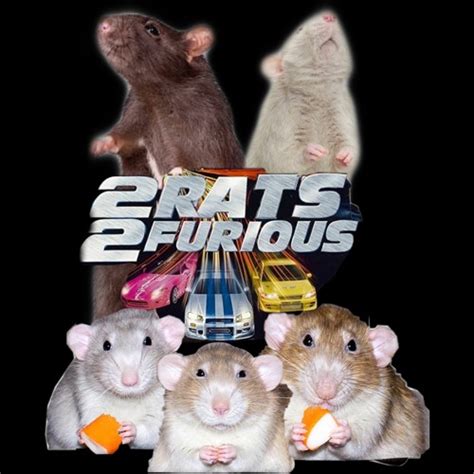 Stream 2 Rats 2 Furious by Spice Rat | Listen online for free on SoundCloud