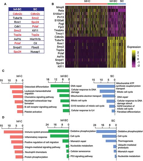 Frontiers Molecular Signatures Distinguish Senescent Cells From