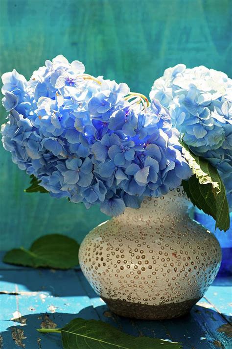 Pale Blue Hydrangeas In Ceramic Vase Photograph By Elisabeth Berkau