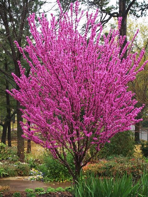 Avondale Redbud Redbud Tree Eastern Redbud Tree Trees To Plant