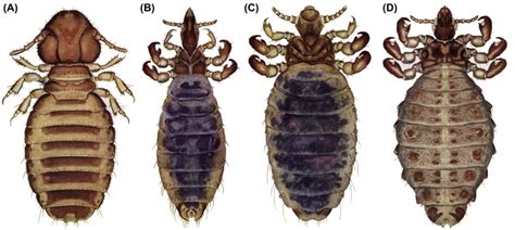 Types Of Sheep Lice Life Cycle Size And Behavior Coopers