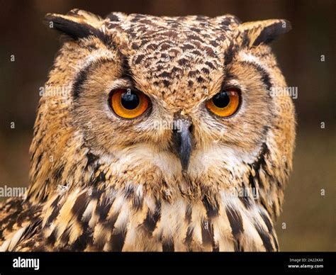 Great Horned Owl Hunting Prey Stock Photo Alamy