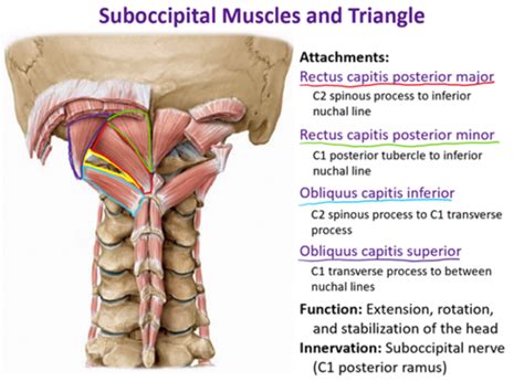 The Suboccipital Muscles Flashcards Quizlet