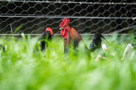 Premium Photo Chickens Hens And Chooks Grazing And Eating Grass On A