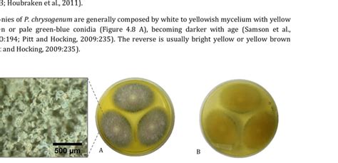 8 Penicillium Chrysogenum Colonies On Pda 14 Days 22°c A Front