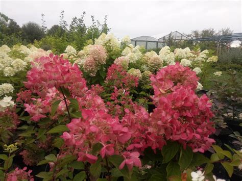 Rote Rispen Hortensie Hydrangea Pan Diamant Rouge Schob Baumschule