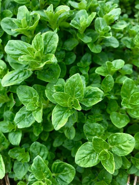 Oregano