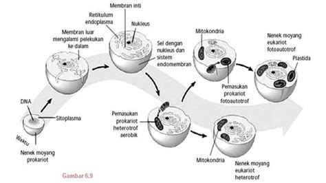 Tahapan Evolusi Biologi Suatu Organisme Dan Faktor Faktornya