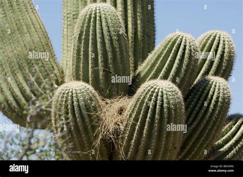 Cactus Wren Nest in a Saguaro Cactus Stock Photo - Alamy