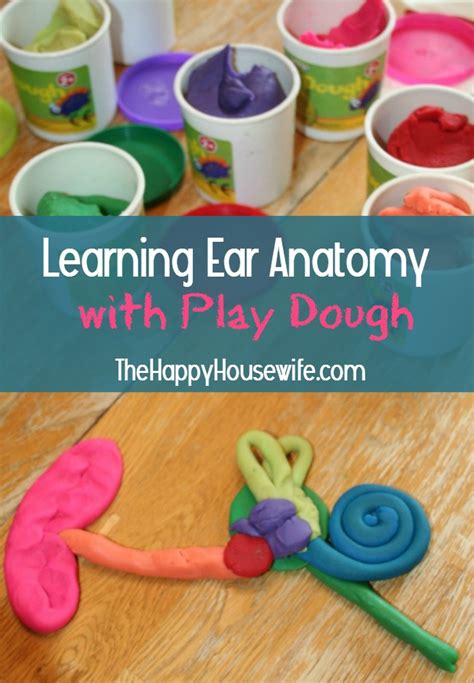 Learning Ear Anatomy With Play Dough The Happy Housewife™ Home