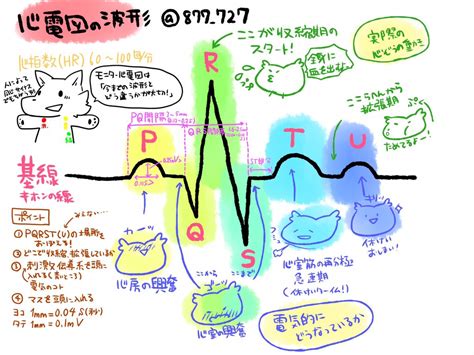 無料ダウンロード わかりやすい 心臓 解剖 イラスト 261167 わかりやすい 心臓 解剖 イラスト Apixtursaemjdai