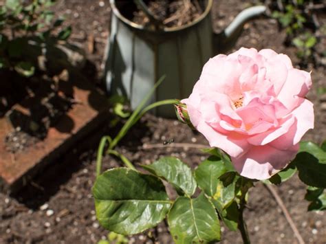 Best Soil For Roses Preparing Soil For Rose Bushes Gardening Know How