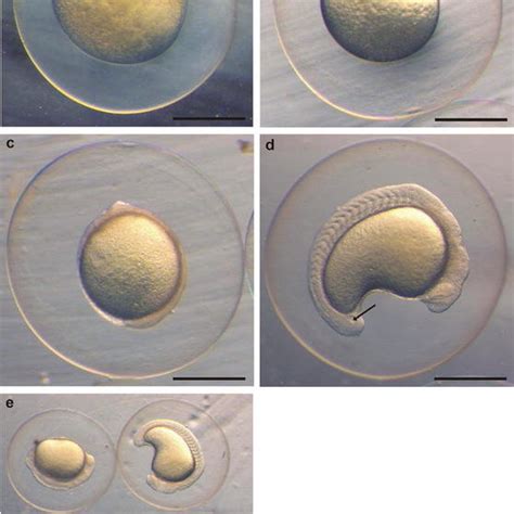 Embryonic Development Of Diploid F1 Hybrids Derived From Reciprocal Download Scientific Diagram