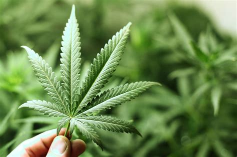 Hohes Risiko für Jugendliche durch Cannabiskonsum PTA Forum