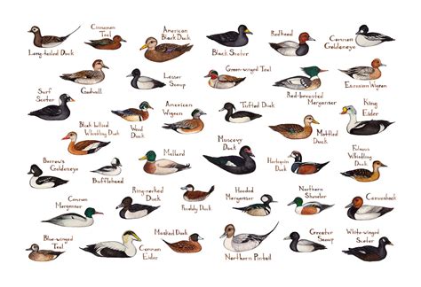 Ducks Of North America Kate Dolamore Art