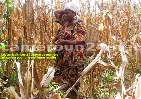 cameroon Cameroun Agriculture SUD Le programme dexécution de la