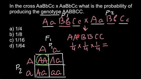 How To Find Genotype Probability Youtube