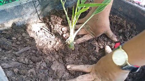 How To Grow Date Palm In The Box Youtube