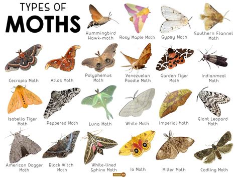 Moth Facts Types Of Moths Atlas Moth