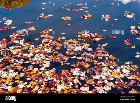 Colorful Fall Leaves In Lake Water Surface Floating Autumn Leaf Fall