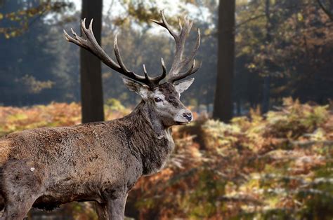 Meuse Un chasseur meurt percuté par un cerf lors dune battue