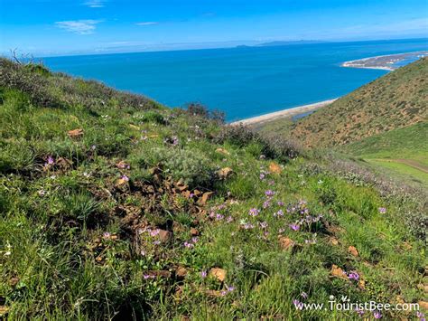 Point Mugu State Park - Purple wild flowers with the Pacific Ocean in ...