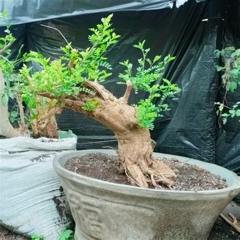 Jual Tanaman Bonsai Asam Saraf Pot Ukuran Cm Sesuai Gambar Kode