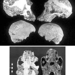 Reconstructed Profiles Of Australopithecus Africanus Female Based On