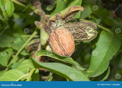 Walnut Inside Its Cracked Green Husk On Tree Stock Photo Image Of